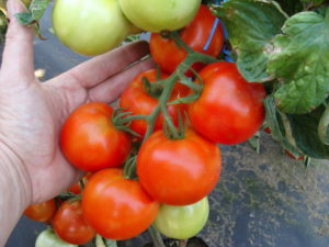 Pomidor Palava F1 MoravoSeed