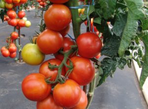 Pomidor Pedro MoravoSeed