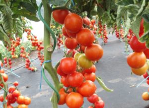 Pomidor Dafne F1 MoravoSeed