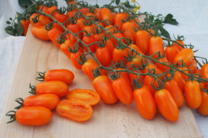 Pomidor Odat F1 MoravoSeed